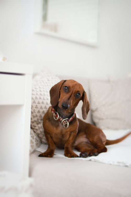 brown dachshund on a white couch